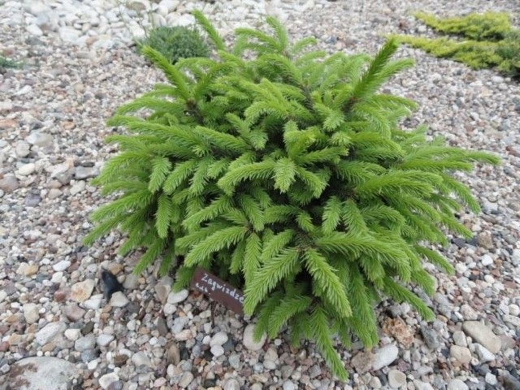 Picea abies Zagwizdze 3 20-25-7,16