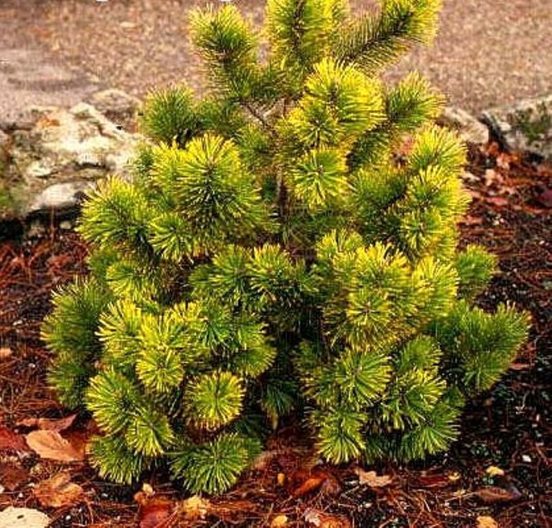  Pinus mugo Zundert 3 20-30-12,42.jpg
