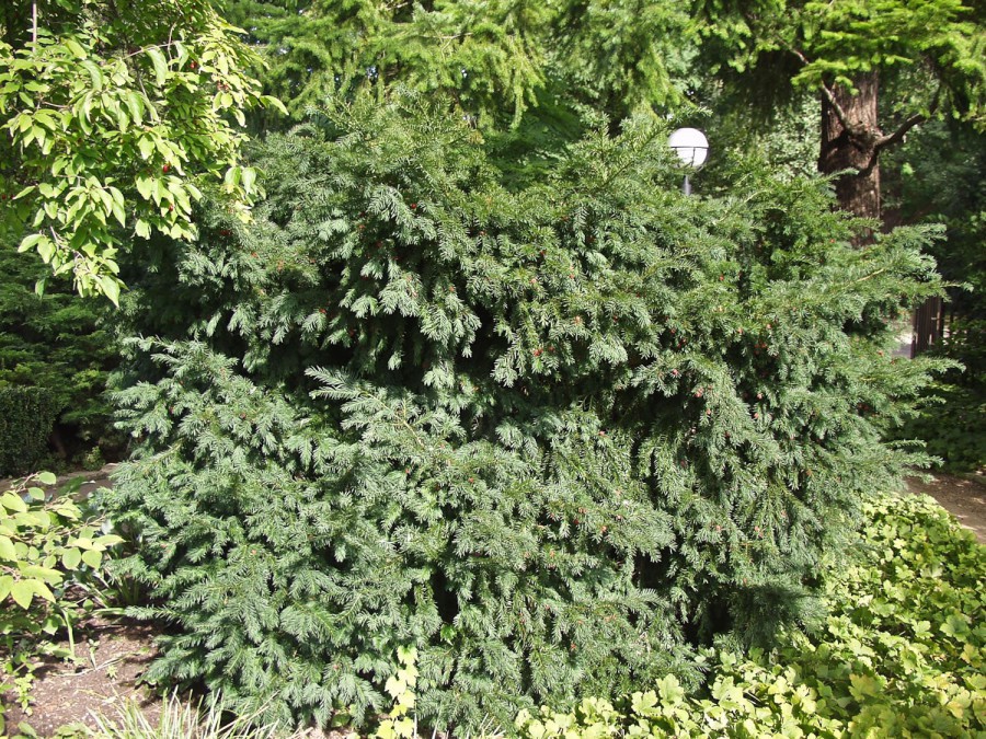 123,6.  Taxus baccata Schwarzgrün_P10,5 rond.jpg