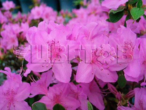 Azalea japonica Orlice Азалия японская Орлис -22°C 2 ltr 12-18 € 7,25 543,77р..jpg