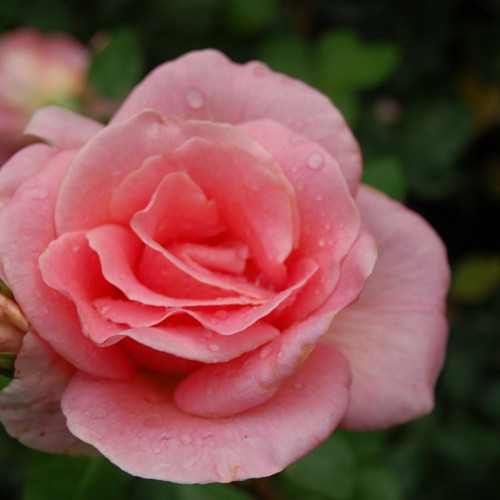 Rosa tea hybrid Summer Lady.jpg