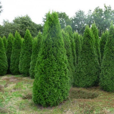 97,2.  Thuja occidentalis Spotty Smaragd_P9 20-25.jpg