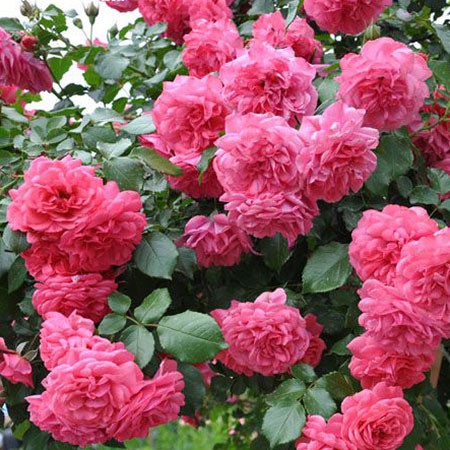 Rosa park Rosarium Uetersen.jpg