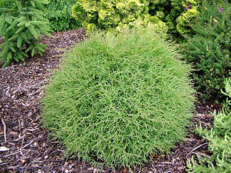 83,5.  Thuja occidentalis Mr Bowling Ball_P9 15-20.jpg