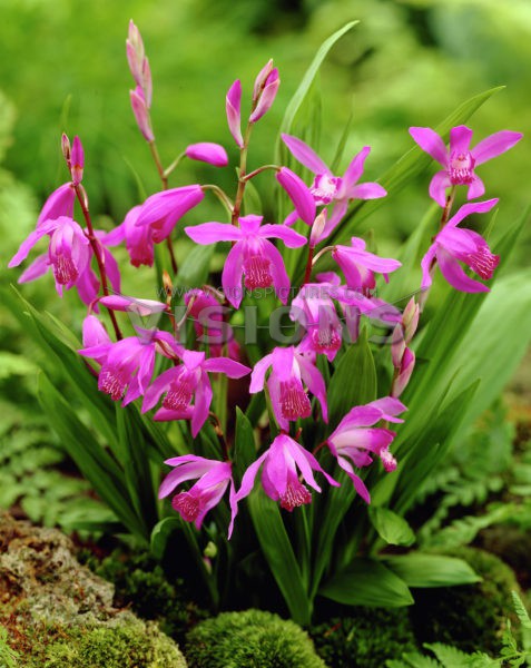 Bletilla striataБлетилла полосатая € 1,55 113,15 ₽.jpg