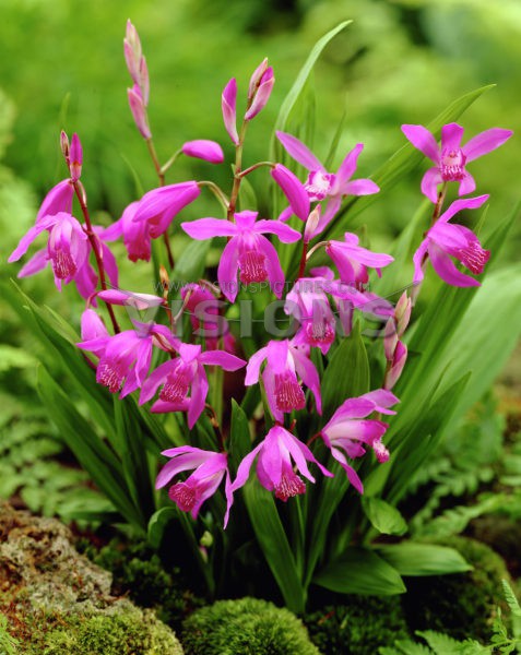 Bletilla striata  € 1,55 113,15 ₽.jpg