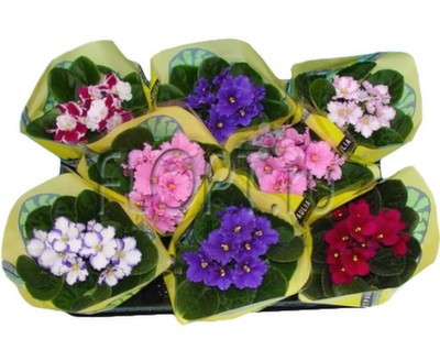 Фиалка микс 15х20. 399 руб.jpg