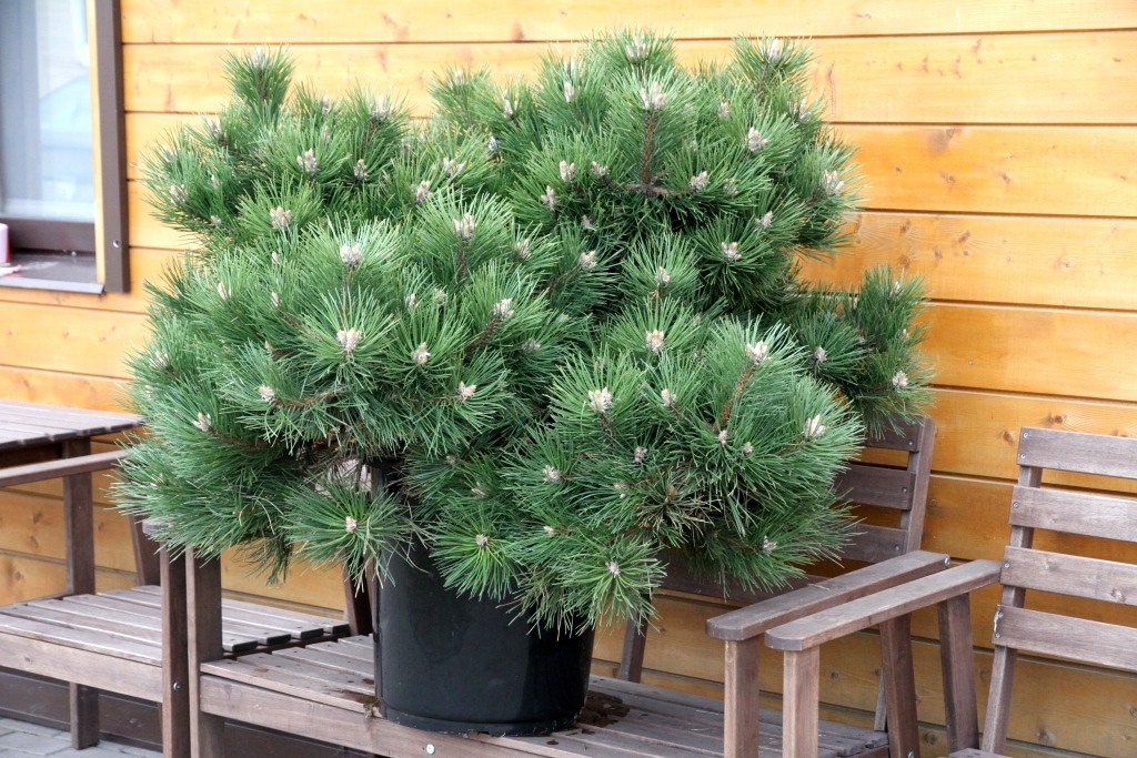  Pinus nigra Hornibrookiana 9-319.jpg