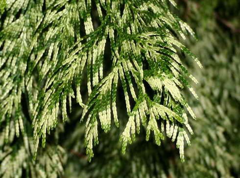 70,8.  Thuja plicata Zebrina_P9 20-25.jpg