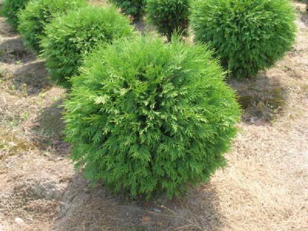 92.  Thuja occidentalis Little Champion_P9 15-20.jpg