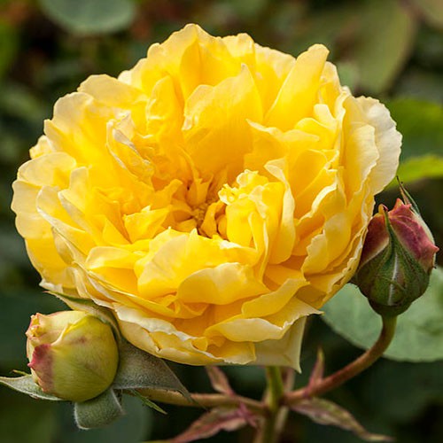 Rosa climbing Golden Gate.jpg