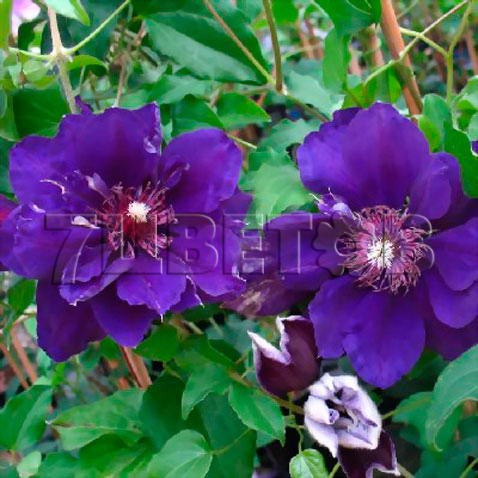 Clematis hybriden Shin-shigyoku   - 2 () 2 ltr € 6,57 492,58..jpg