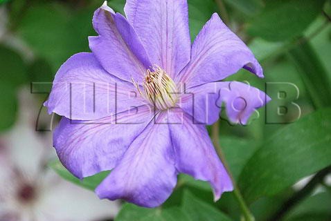 Clematis hybriden Mrs Cholmondeley     2-3 () 2 ltr € 6,04 453,21..jpg