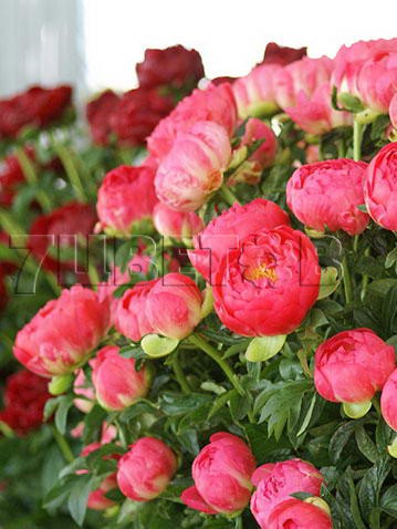 Paeonia lactiflora Coral Sunset Пион молочноцветковый Корал Сансет € 2,60 189,80руб..jpg