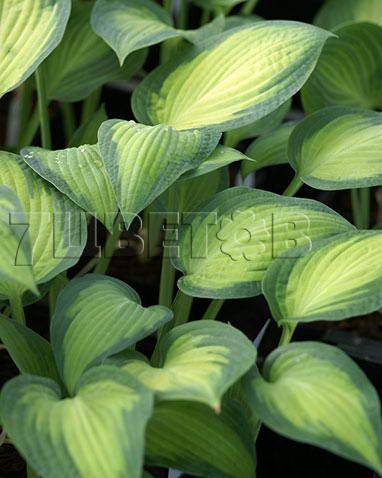 Hosta Pauls Glory    € 1,16 84,68..jpg