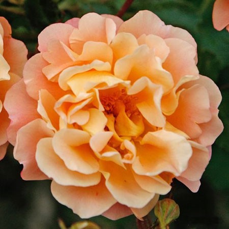 Rosa groundcover Cubana.jpg