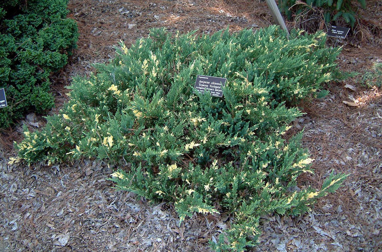 86,7.  Juniperus chinensis Variegata.jpg