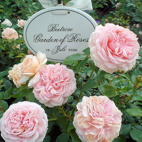 Rosa floribunda Garden Of Roses.jpg