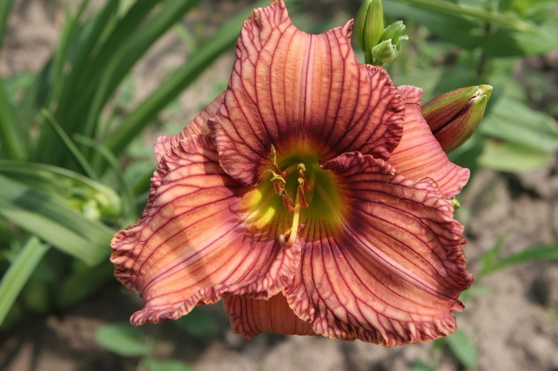 Hemerocallis Nowhere to Hide.jpg