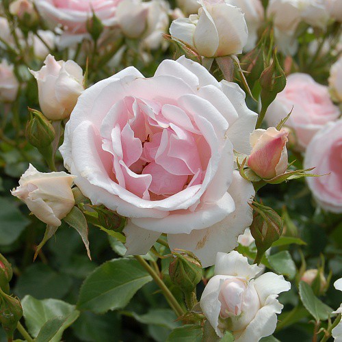 Rosa floribunda Ballade.jpg