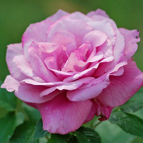 Rosa floribunda Blue Parfum.jpg