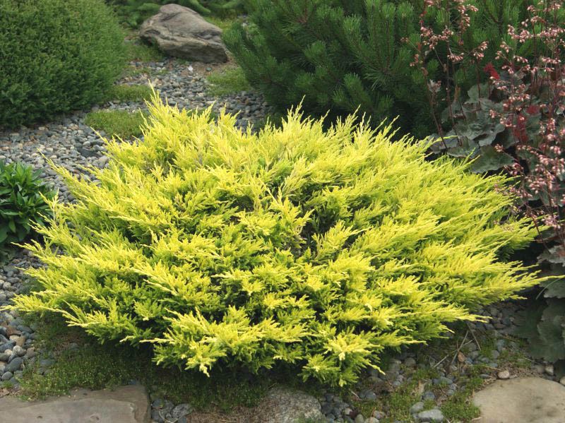 92.  Juniperus horizontalis Limeglow_P9 12-15.jpg