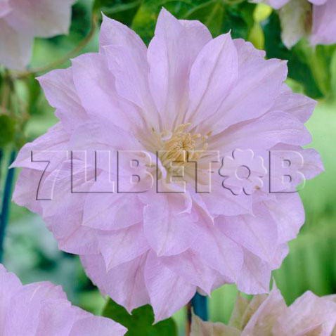 Clematis hybriden Belle of Woking      2 () 2 ltr € 6,04 453,21..jpg