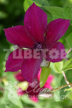 Clematis hybriden Perida    3 () 2 ltr € 6,57 492,58..jpg