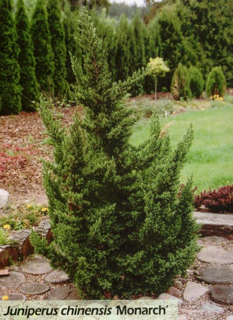 102,5.  Juniperus chinensis Monarch.jpg