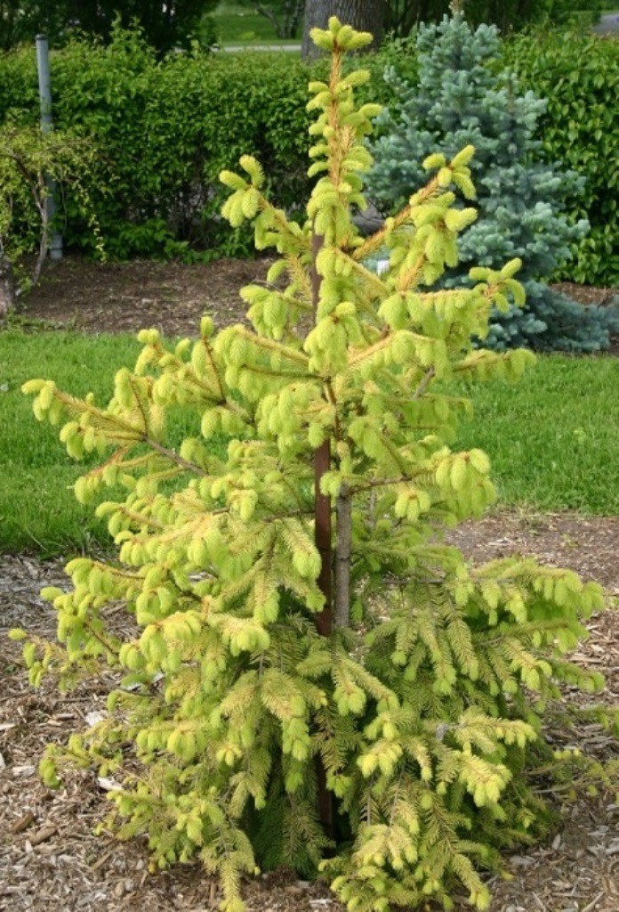  abies Aurea Magnifica 3 20-30-12,42