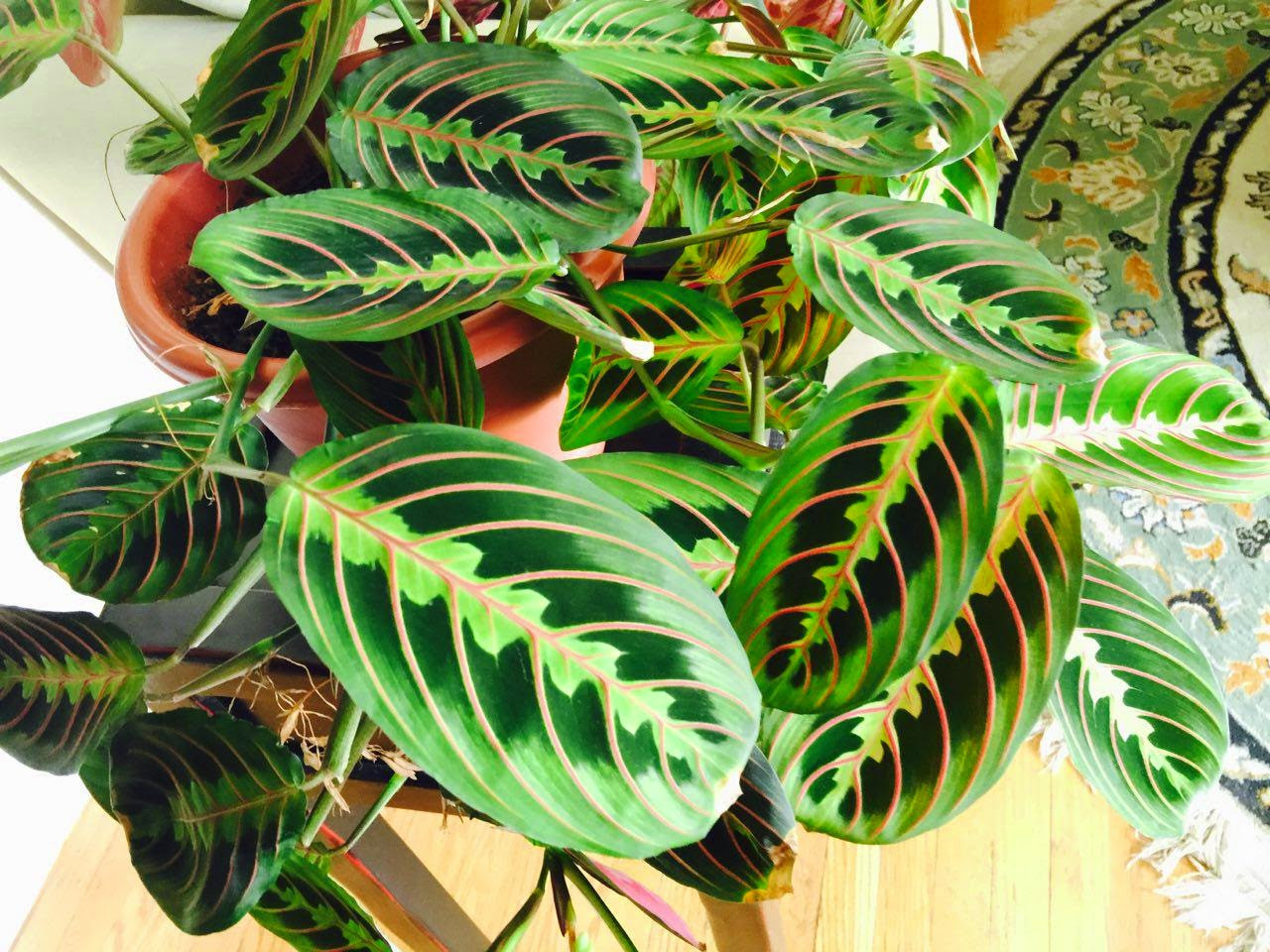    (Maranta tricolor)- 250- 350 .