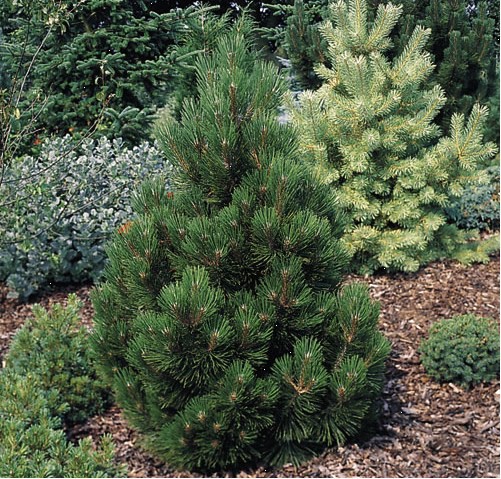 424,6.  Pinus heldreichii Malinkii ( 1,5)