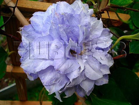 Clematis hybriden Mazury    3 () 2 ltr € 6,57 492,58..jpg