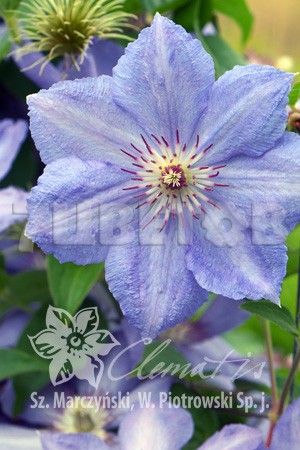 Clematis hybriden Blue Pillar     2 () 2 ltr € 6,04 453,21..jpg