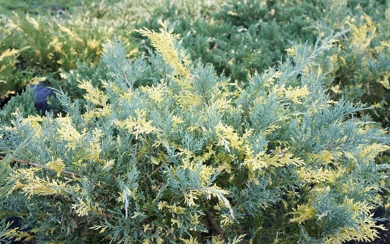 105,7.  Juniperus x pfitzeriana Blue and Gold_P10,5 rond.jpg