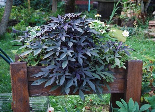   ”Sweet Georgia”  (Ipomoea batatas)