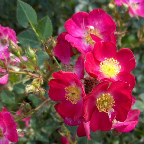 Rosa miniature Lupo.jpg