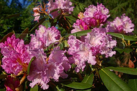 Rhododendron yakushimanum Caroline Allbrook     -25C 5 ltr 20-25 € 16,37 1 228,05..jpg