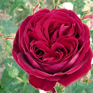 Rosa tea hybrid Gospel.jpg