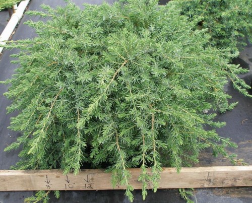 107,8.  Juniperus conferta Blue Pacific_P10,5 rond.jpg