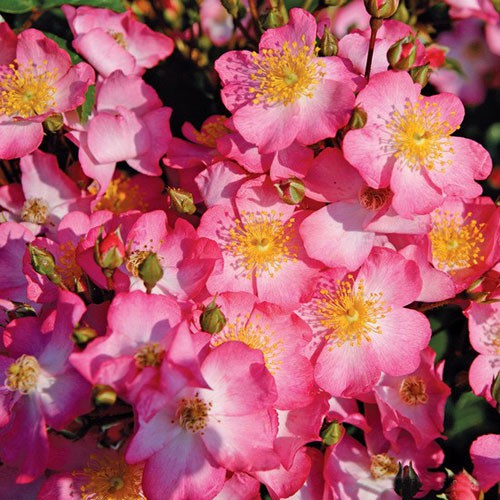 Rosa groundcover Juanita.jpg