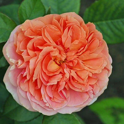 Rosa tea hybrid Chippendale.jpg