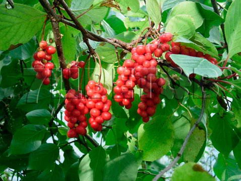 Schisandra chinensis Sadowa No1    № 1 2 ltr € 6,76 507,21..jpg