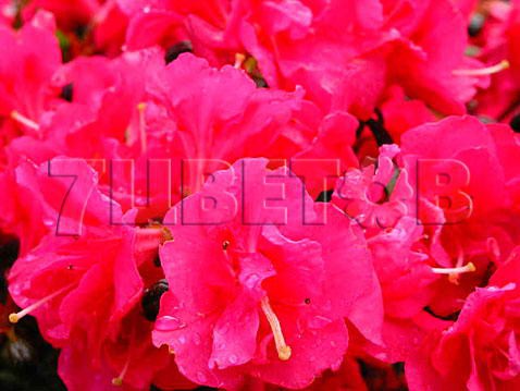 Azalea japonica Canzonetta    -22C 1 ltr 8-12 € 4,14 310,49..jpg