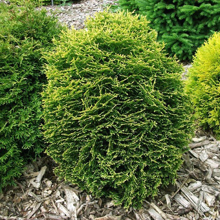  Thuja occidentalis Waterfield-107,80.jpg