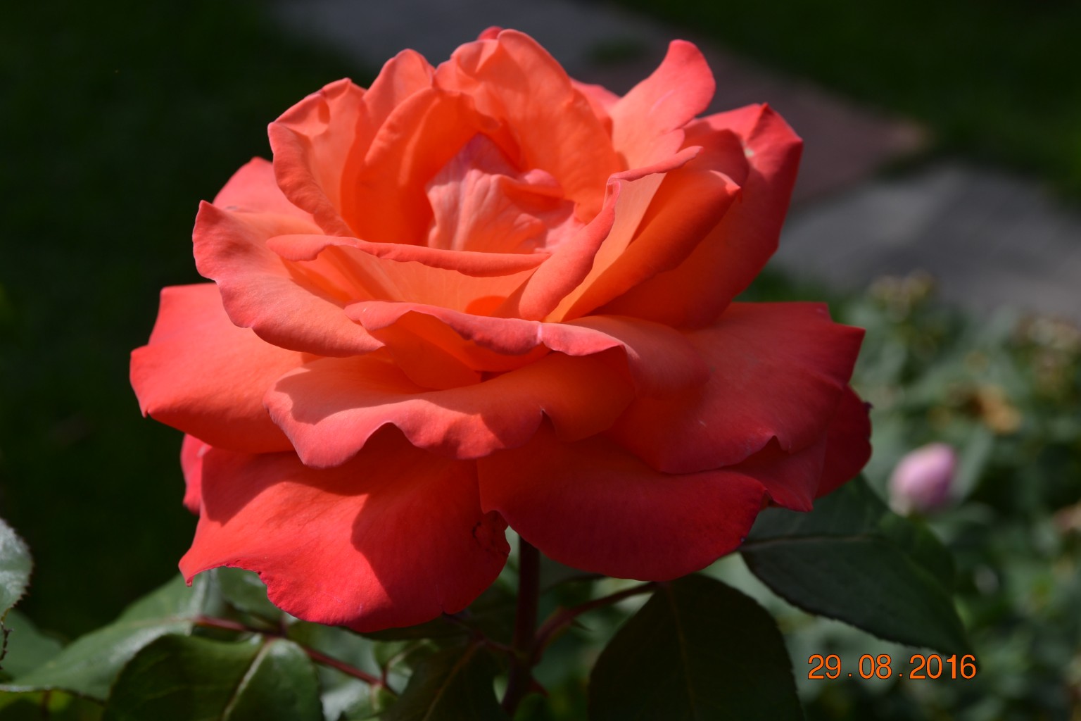 DSC 0762.JPG