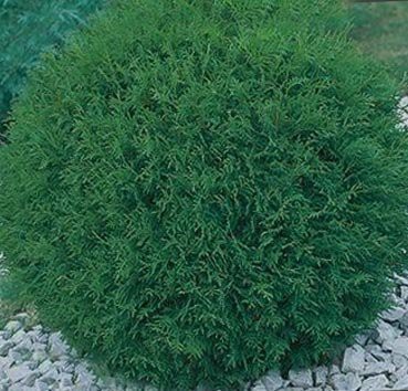 139,5.  Thuja occidentalis Little Boy_P9 15-20.jpg