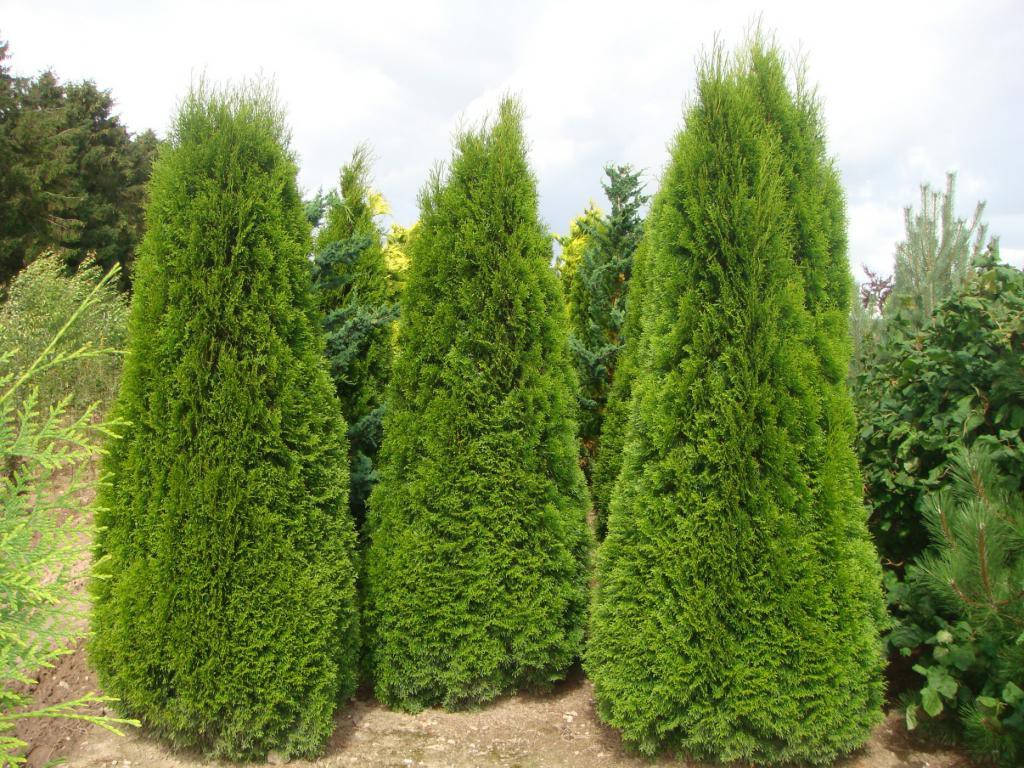 70,8.  Thuja occidentalis Smaragd_P9 25-30.jpg