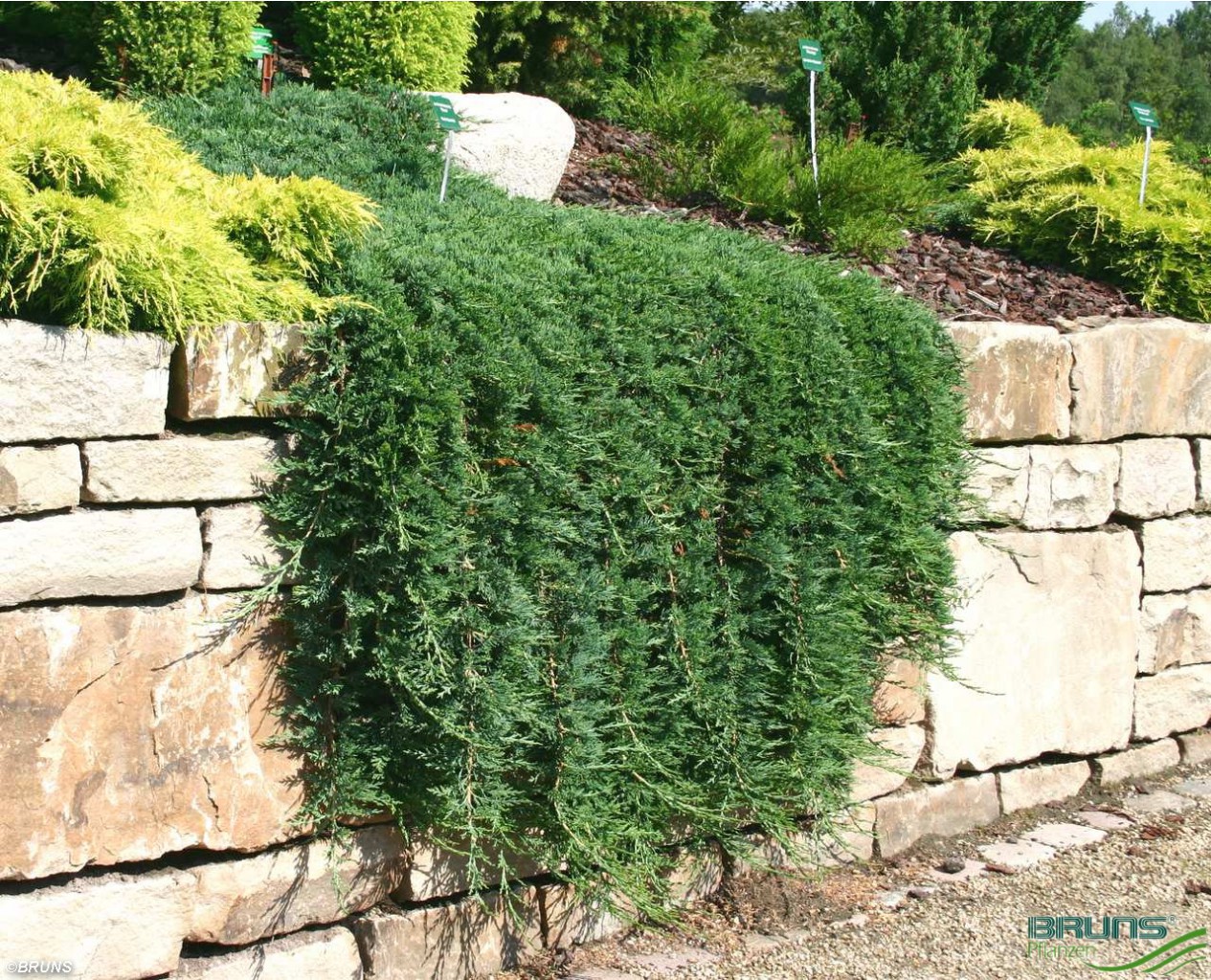 86,7.  Juniperus horizontalis Wiltonii.jpg