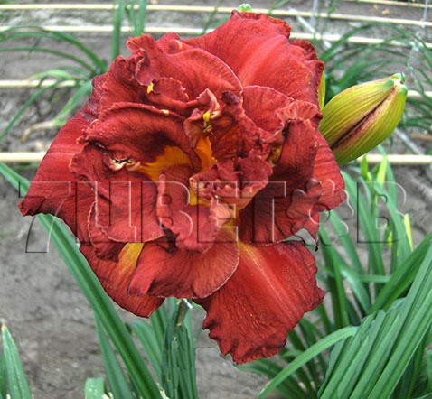 Hemerocallis Shelton Holliday    € 1,97 143,81..jpg